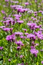 Field with centaurea jacea, brown knapweed violet flowers