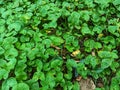 A field of Centella asiatica plants thriving in the soil. Royalty Free Stock Photo