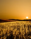 Field of cereal in backlight Royalty Free Stock Photo