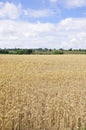 Field of Cereal Crops Royalty Free Stock Photo