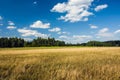 Field with cereal, green forest, white clouds and blue sky Royalty Free Stock Photo