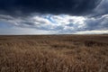 Field of cereal in the summer Royalty Free Stock Photo