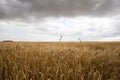 Field of cereal in the summer Royalty Free Stock Photo