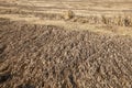 Field of cereal in the summer Royalty Free Stock Photo