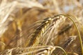 Field of cereal in the summer Royalty Free Stock Photo