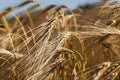 Field of cereal , summer Royalty Free Stock Photo