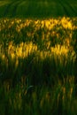 Field with cereal. Sunset and corn field barley. Wheat field in the evening. Wheat field on the background of the setting sun. Bar Royalty Free Stock Photo