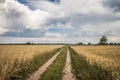 Field of cereal Royalty Free Stock Photo