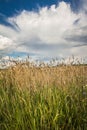 Field of cereal Royalty Free Stock Photo