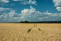 Field of cereal and wheel tracks Royalty Free Stock Photo