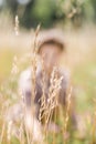 Field cereals on the background of a blurred silhouette Royalty Free Stock Photo