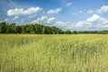 Field of cereals and a green forest Royalty Free Stock Photo