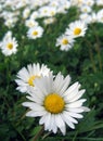 Field Chamomile Royalty Free Stock Photo