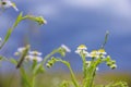 Field chamomile against a bright blue sky