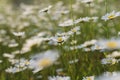 Field chamomile