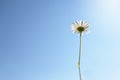 field chamomile on a blue sky background, summer background with white daisy Royalty Free Stock Photo