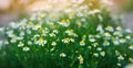 field of chamomile close-up. beautiful meadow on a sunny day. summer flowers. natural wallpaper. nature Royalty Free Stock Photo