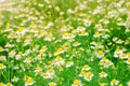 Field of chamomile close-up. beautiful meadow on a sunny day. summer flowers. natural wallpaper. nature background Royalty Free Stock Photo