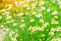 Field of chamomile close-up. beautiful meadow on a sunny day. summer flowers. natural wallpaper. nature background Royalty Free Stock Photo