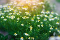 Field of chamomile close-up. beautiful meadow on a sunny day. summer flowers. natural wallpaper. nature Royalty Free Stock Photo