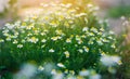 Field of chamomile close-up. beautiful meadow on a sunny day. summer flowers. nature wallpaper. nature Royalty Free Stock Photo