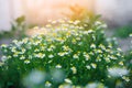 Field of chamomile close-up. beautiful meadow on a sunny day. summer flowers. nature wallpaper. nature Royalty Free Stock Photo