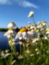 Field of chamomile and daisy on a background of blue lake and blue sky in sunny day. Royalty Free Stock Photo