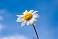 Field chamomile flower Royalty Free Stock Photo