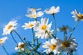 Field chamomile flower Royalty Free Stock Photo