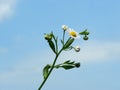 Field chamomile flower against the blue sky Royalty Free Stock Photo