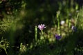 Field chamomile flower in its natural environment Royalty Free Stock Photo