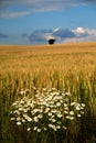 Field and Chamomile Royalty Free Stock Photo