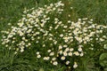 Field chamomile flowers, also called Matricaria chamomilla or kamille