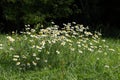 Field chamomile flowers, also called Matricaria chamomilla or kamille