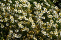 Field chamomile flowers, also called Matricaria chamomilla or kamille