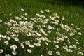 Field chamomile flowers, also called Matricaria chamomilla or kamille