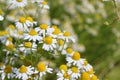 Field with chamomile plants Matricaria chamomilla in flower Royalty Free Stock Photo