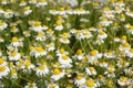 Field with chamomile plants Matricaria chamomilla in flower Royalty Free Stock Photo