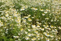 Field with chamomile plants Matricaria chamomilla in flower Royalty Free Stock Photo