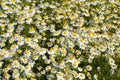 Field with chamomile plants Matricaria chamomilla in flower Royalty Free Stock Photo