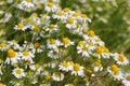 Field with chamomile plants Matricaria chamomilla in flower Royalty Free Stock Photo