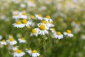 Field with chamomile plants Matricaria chamomilla in flower Royalty Free Stock Photo