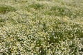 Field with chamomile plants Matricaria chamomilla in flower Royalty Free Stock Photo