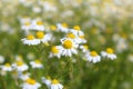 Field with chamomile plants & x28;Matricaria chamomilla& x29; in flower Royalty Free Stock Photo