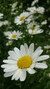 Field chamomile is a very valuable medicinal plant