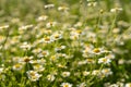 Field chamomiles flowers closeup
