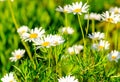 Field chamomiles in the meadow on a sunny bright warm summer day Royalty Free Stock Photo
