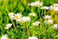 Field chamomiles in the meadow on a sunny bright warm summer day