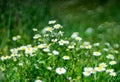 Field of chamomiles. Chamomile field