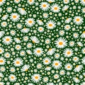 Field chamomiles seamless floral background. Vector daisy meadow spring, summer flowers texture